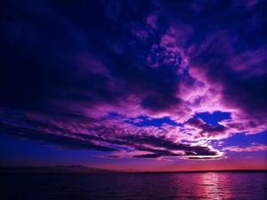 amurg-violet